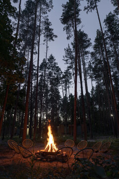 Fire pit beneath tall pine trees at forest retreat