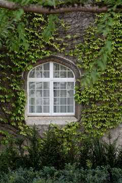 Arched window framed by ivy and garden foliage