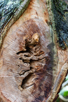 Tetragonisca angustula stingless bee nest entrance in a tree cavity