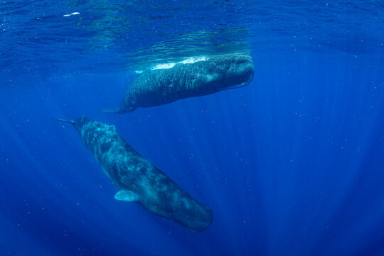 Sperm Whales