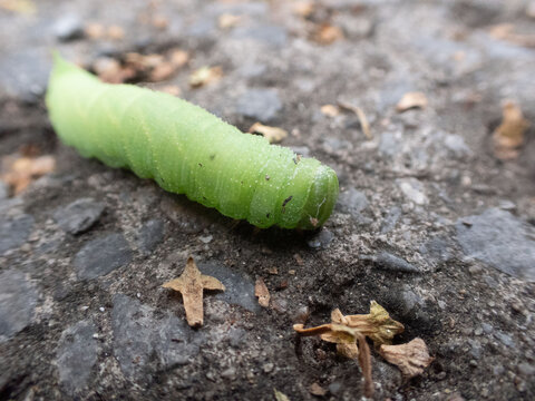 Green Caterpillar on Stone - Close-up Macro