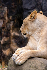 Lioness Panthera leo an adult female lion © Robert Arango L