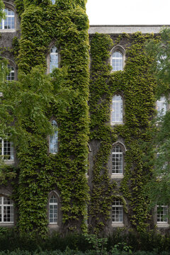 Historic ivy covered facade with arched windows