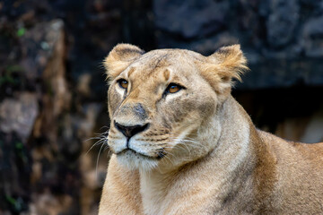 Lioness Panthera leo an adult female lion © Robert Arango L