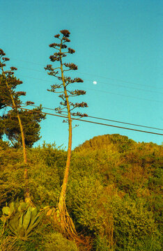 Blooming agave plant and moon under blue sky