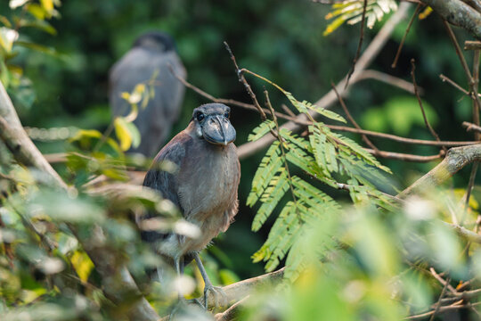 Boat-billed heron bird observing jungle environment