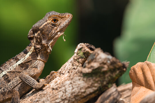 Common basilisk lizard resting on tree branch