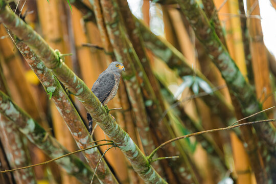 Roadside hawk  perched on mossy tree branch