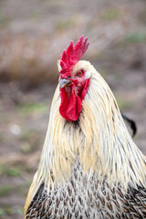 Portrait of a handsome rooster with a bright red comb and light feathers on a farm yard © Iryna