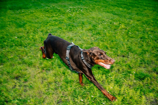 Dog Runs Fast in Park on a Sunny Day