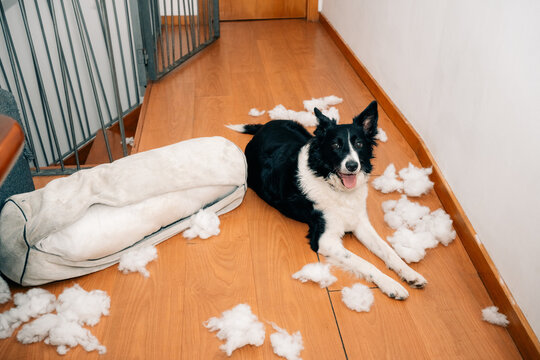 Dog Plays With Bed Stuffing in Home Hallway