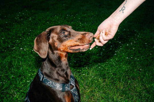 Dog Enjoying a Treat in a Grassy Area in the Evening