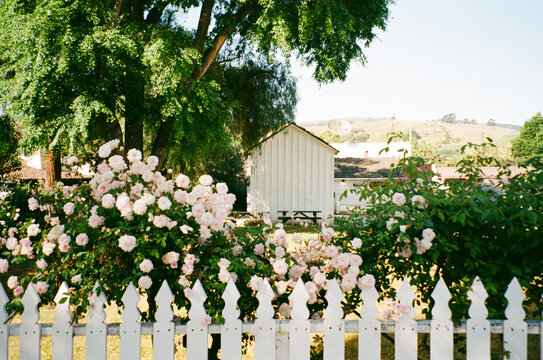 Flowers Bloom Near a White Fence in a Garden Setting