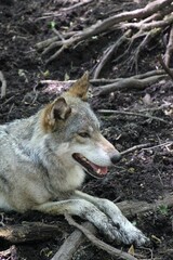 Les loups de Chabrières © Miss Parrainage