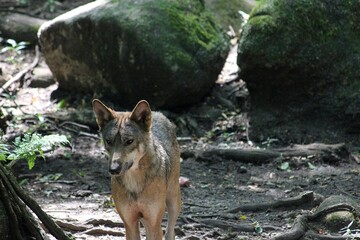 Les loups de Chabrières © Miss Parrainage