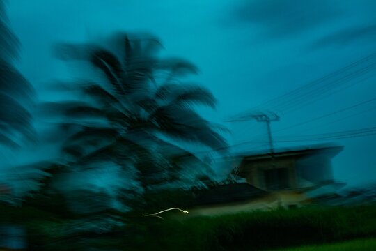 Blurred palm tree silhouette against moody blue backdrop