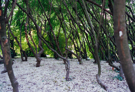 Irregular Branches in Forest