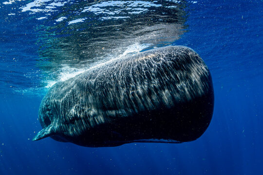 Sperm Whale