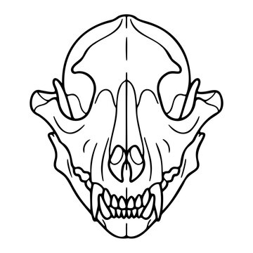 Anatomical vector icon set featuring wolf skull teeth jawbone and