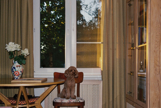 Room with a dog sitting on a chair and a vase on the table