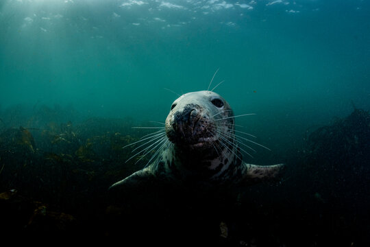 Grey Seal Underwater