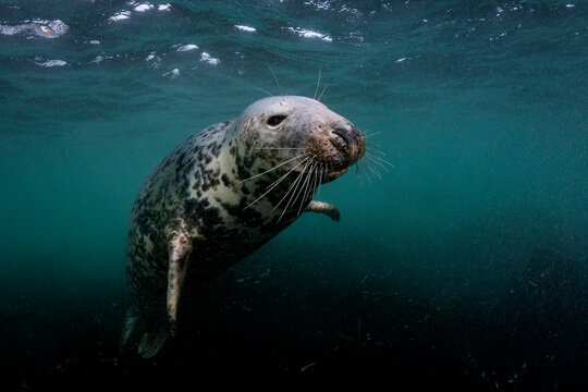Grey Seal Underwater