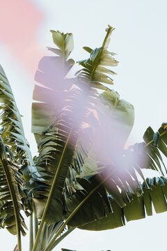 Abstract nature scene with light leak