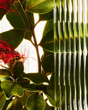 Detailed image of a bold bottlebrush flower against white
