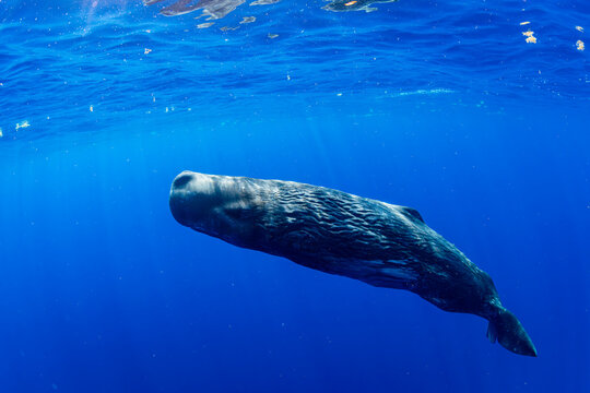Baby Sperm Whale
