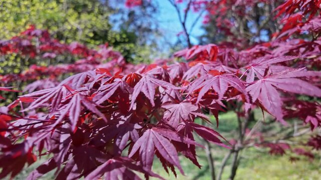 Red japanese maple leaves glow in bright sunlight against a blurred garden background.