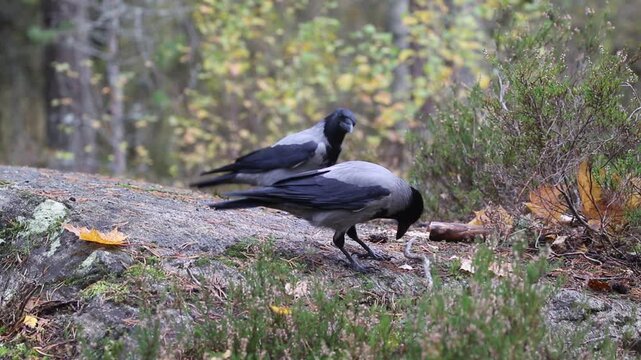 Two Hooded Crows are looking for food