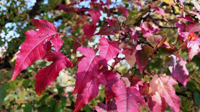 Bright pink and red amur maple leaves on branches in warm autumn sunlight.