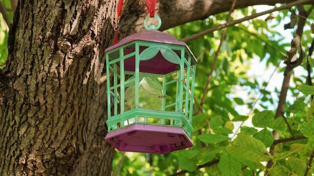 Green plastic bird feeder with purple roof hangs on red ribbon beside a tree trunk.