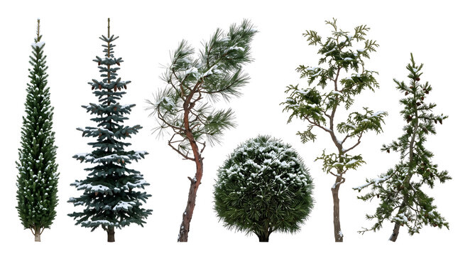 Set of winter evergreen trees isolated on transparent background