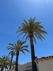 palm trees on the beach © Yoonji