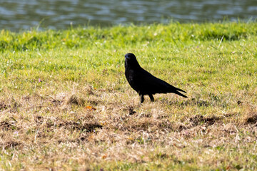 crow on the ground © Matthieu