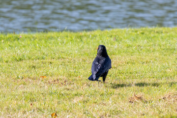 crow on the grass © Matthieu