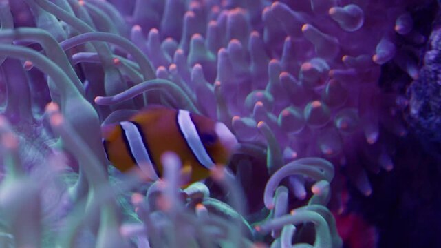 A vibrant clownfish seeks refuge within the protective tentacles of its host sea anemone, a beautiful illustration of symbiosis in a delicate marine ecosystem.