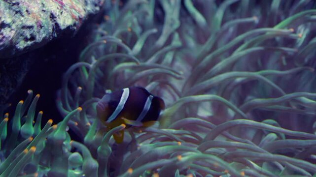A black Clark's clownfish finds shelter while swimming among the protective, flowing tentacles of its host sea anemone, illustrating a natural symbiotic bond.