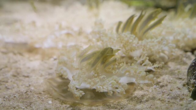 An upside-down jellyfish gently pulses on the sandy seabed, a fascinating display of marine symbiosis as it harnesses sunlight for its algae partners.