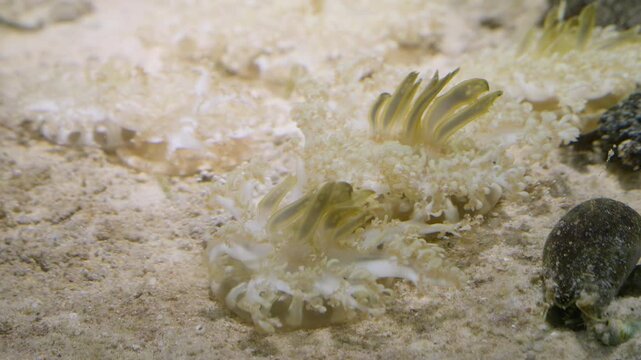 An upside-down jellyfish gently pulses on the sandy seabed, a fascinating display of marine symbiosis as it harnesses sunlight for its algae partners.