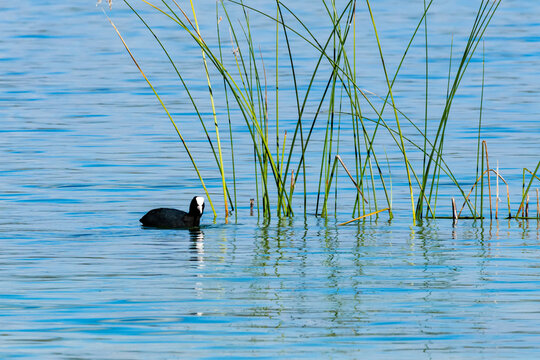 Eurasian coot swimming in vibrant blue lake water beside tall green reeds, white frontal shield, rippling reflections, peaceful wetland wildlife nature scene with copy space for text