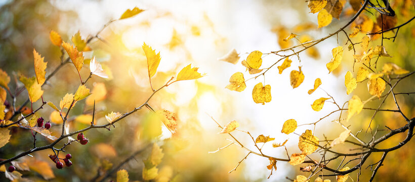 Autumn yellow leaves on a blurred forest background, very shallow focus. Colorful foliage in the autumn park. Excellent background on the theme of autumn.