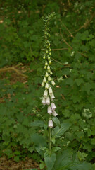 White foxglove flowers with blurry green forest in the background- Digitalis.  © Kristof Lauwers