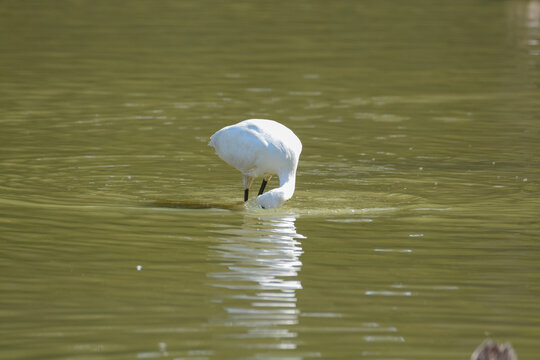 Spatule blanche - R&eacute;serve ornithologique du Teich - Gironde - Nouvelle Aquitaine