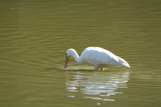 Spatule blanche - R&eacute;serve ornithologique du Teich - Gironde - Nouvelle Aquitaine