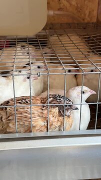 Quails moving inside a wire brooder cage. Poultry farming and bird care. Young game birds in a hatchery enclosure. Livestock breeding and animal husbandry.