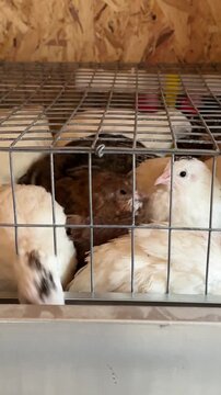 Young chickens crowded together inside a wire cage. Poultry farming and livestock care. Farm animals, animal welfare and confinement. Close-up of mixed color chicks.