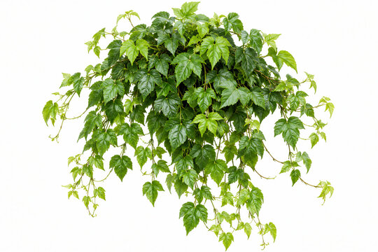 Climbing Green Ivy Foliage