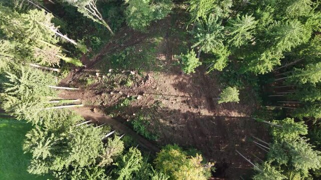 Top down aerial view of deforested clearcutting area in green forest